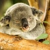 Chubby Botak Koala H.